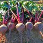 BEETS, EARLY WONDER, HEIRLOOM, ORGANICLY GROWN 25+ SEEDS