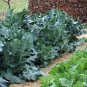 COLLARD GREENS, VATES, HEIRLOOM, ORGANIC 50+ SEEDS, GREAT FOR SALADS, COOKING