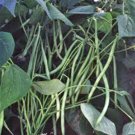 BEAN, COMMODORE BUSH, HEIRLOOM, ORGANIC 20+ SEEDS, GREAT TASTING FRESH OR COOKED