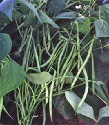 BEAN, COMMODORE BUSH, HEIRLOOM, ORGANIC 20+ SEEDS, GREAT TASTING FRESH OR COOKED