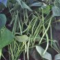 BEAN, COMMODORE BUSH, HEIRLOOM, ORGANIC 20+ SEEDS, GREAT TASTING FRESH OR COOKED