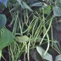 BEAN, COMMODORE BUSH, HEIRLOOM, ORGANIC 20+ SEEDS, GREAT TASTING FRESH OR COOKED