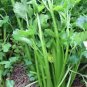 CELERY, TENDERCRISP 25+ SEEDS HEIRLOOM ORGANIC, CRISP SWEET FLAVOR GREAT TASTING