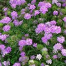 CANDYTUFTS, PINK & WHITE 100+ SEEDS ORGANIC NEWLY HARVESTED, A GREAT CUT FLOWER
