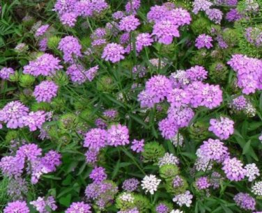 CANDYTUFTS, PINK & WHITE 100+ SEEDS ORGANIC NEWLY HARVESTED, A GREAT CUT FLOWER