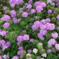 CANDYTUFTS, PINK & WHITE 100+ SEEDS ORGANIC NEWLY HARVESTED, A GREAT CUT FLOWER