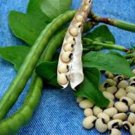 PEAS, CALIFORNIA BLACK EYE,  HEIRLOOM, ORGANIC 20+ SEEDS, A SIMPLY DELICIOUS PEA