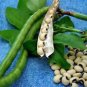 PEAS, CALIFORNIA BLACK EYE,  HEIRLOOM, ORGANIC 20+ SEEDS, A SIMPLY DELICIOUS PEA