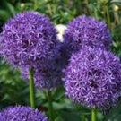 BULB, ALLIUM, PURPLE SENSATION , PURPLE PERENNIAL ALLIUM BULBS, PURPLE FLOWERS