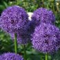 BULB, ALLIUM, PURPLE SENSATION , PURPLE PERENNIAL ALLIUM BULBS, PURPLE FLOWERS