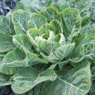 COLLARD GREENS, MORRIS, HEIRLOOM, ORGANIC 50+ SEEDS, GREAT FOR SALADS, COOKING
