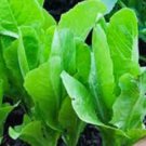 ROMAINE LETTUCE, PARIS ISLAND,  HEIRLOOM, ORGANIC 50+ SEEDS, GREAT FOR SALADS
