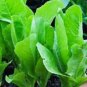 ROMAINE LETTUCE, PARIS ISLAND,  HEIRLOOM, ORGANIC 50+ SEEDS, GREAT FOR SALADS
