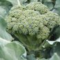 BROCCOLI, WALTHAM 29,  HEIRLOOM, ORGANIC 25+ SEEDS, DELICIOUS AND HEALTHY