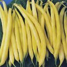 BEAN, GOLDEN WAX BUSH, HEIRLOOM, ORGANIC 25+ SEEDS, GREAT TASTING FRESH N COOKED