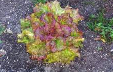 LETTUCE, LEAF, PRIZEHEAD  HEIRLOOM, ORGANIC 25+ SEEDS, DELICIOUS CRISP GREENS