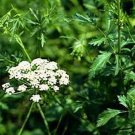 ANISE, HERB 100+ SEEDS ORGANIC, SMELLS GREAT, TASTES GREAT