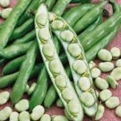 BEAN, FORDHOOK LIMA BUSH,HEIRLOOM, ORGANIC 20+ SEEDS, GREAT NUTTY  BUTTERY TASTE