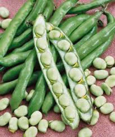 BEAN, FORDHOOK LIMA BUSH,HEIRLOOM, ORGANIC 20+ SEEDS, GREAT NUTTY  BUTTERY TASTE