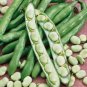 BEAN, FORDHOOK LIMA BUSH,HEIRLOOM, ORGANIC 20+ SEEDS, GREAT NUTTY  BUTTERY TASTE