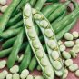 BEAN, FORDHOOK LIMA BUSH,HEIRLOOM, ORGANIC 20+ SEEDS, GREAT NUTTY  BUTTERY TASTE