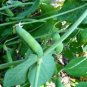 PEAS, EARLY ALASKA, HEIRLOOM, ORGANIC 20+ SEEDS, TASTES GREAT FRESH OR CANNED