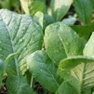 MUSTARD GREENS, TENDERGREEN, HEIRLOOM, ORGANIC 25+ SEEDS, GREAT FOR SALADS