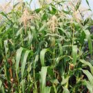 CORN, ASHWORTH SWEET,  HEIRLOOM, ORGANIC 25+ SEEDS, DELICIOUS AND SWEET KERNELS