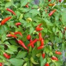 CAYENNE PEPPER, LONG RED THIN,  HEIRLOOM, ORGANIC 25+ SEEDS,GREAT FRESH OR DRIED