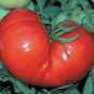 TOMATO, RED PONDEROSA, HEIRLOOM, ORGANICLY GROWN 25+ SEEDS