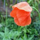 RED POPPY 100+ SEEDS ORGANIC, WORLDS MOST POPULAR FLOWER, BEAUTIFUL RED BLOOMS