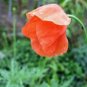 RED POPPY 100+ SEEDS ORGANIC, WORLDS MOST POPULAR FLOWER, BEAUTIFUL RED BLOOMS