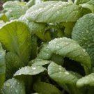 MUSTARD GREENS, FLORDIA BROADLEAF, HEIRLOOM, ORGANIC 50+ SEEDS, GREAT FOR SALADS