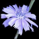 BLUEST BLUE CHICORY 100+ SEEDS ORGANIC, BEAUTIFUL BLUE CUT FLOWER