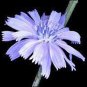 BLUEST BLUE CHICORY 100+ SEEDS ORGANIC, BEAUTIFUL BLUE CUT FLOWER