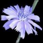 BLUEST BLUE CHICORY 100+ SEEDS ORGANIC, BEAUTIFUL BLUE CUT FLOWER
