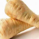 PARSNIP, ALL AMERICAN, HEIRLOOM, ORGANIC 25+ SEEDS, A HEALTHY TASTY ROOT VEGGIE