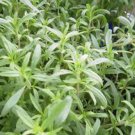 SAVORY, SUMMER, HEIRLOOM, ORGANIC 25+ SEEDS, DELICIOUS HERB SIMILAR TO MARJAROM