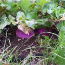 TURNIP, PURPLE TOP WHITE GLOBE,  HEIRLOOM, ORGANICLY GROWN 50+ SEEDS