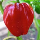 PEPPER, HABENERO CHILE , HEIRLOOM, ORGANIC 20+ SEEDS, SPICY GREAT FRESH N COOKED