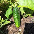 CUCUMBER, , BOSTON PICKLING,  HEIRLOOM, ORGANIC 25+ SEEDS, GREAT FOR PICKLING
