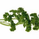 PARSLEY, MOSS CURLED,  HEIRLOOM, ORGANICLY GROWN 25+ SEEDS