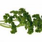 PARSLEY, MOSS CURLED, HEIRLOOM, ORGANICLY GROWN 25+ SEEDS