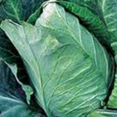 CABBAGE, EARLY JERSEY WAKEFIELD,  HEIRLOOM, ORGANICLY GROWN 25+ SEEDS