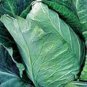 CABBAGE, EARLY JERSEY WAKEFIELD,  HEIRLOOM, ORGANICLY GROWN 25+ SEEDS