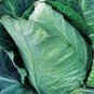 CABBAGE, EARLY JERSEY WAKEFIELD,  HEIRLOOM, ORGANICLY GROWN 25+ SEEDS