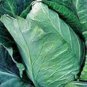 CABBAGE, EARLY JERSEY WAKEFIELD,  HEIRLOOM, ORGANICLY GROWN 25+ SEEDS
