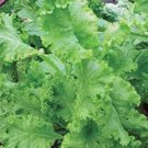 MUSTARD GREENS, SOUTHERN GIANT, HEIRLOOM, ORGANIC 25+ SEEDS, GREAT FOR SALADS