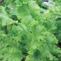MUSTARD GREENS, SOUTHERN GIANT, HEIRLOOM, ORGANIC 25+ SEEDS, GREAT FOR SALADS