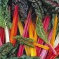 SWISS CHARD, RAINBOW, HEIRLOOM, ORGANIC 25+SEEDS, CRISP LEAVES N COLORFUL STEMS